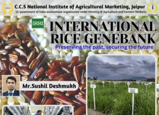 International Rice Genebank